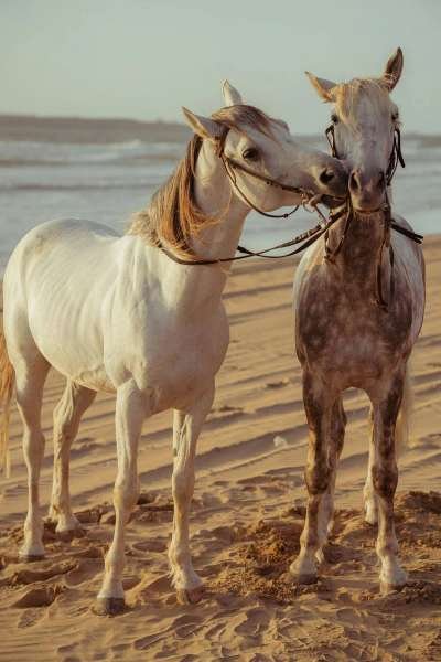 Beach Getaways